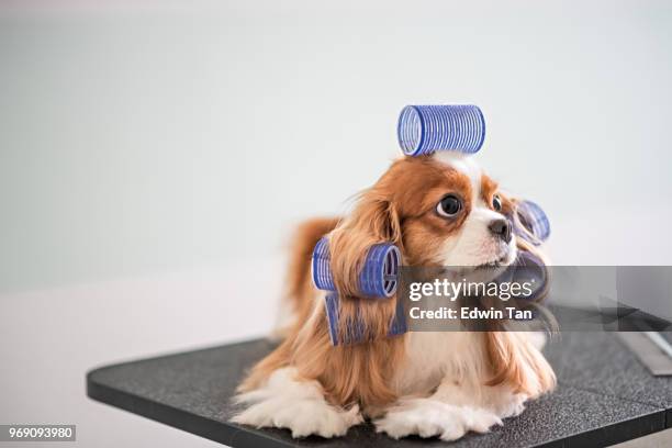 cavalier king charles spaniel dog grooming session - hair rollers stock pictures, royalty-free photos & images