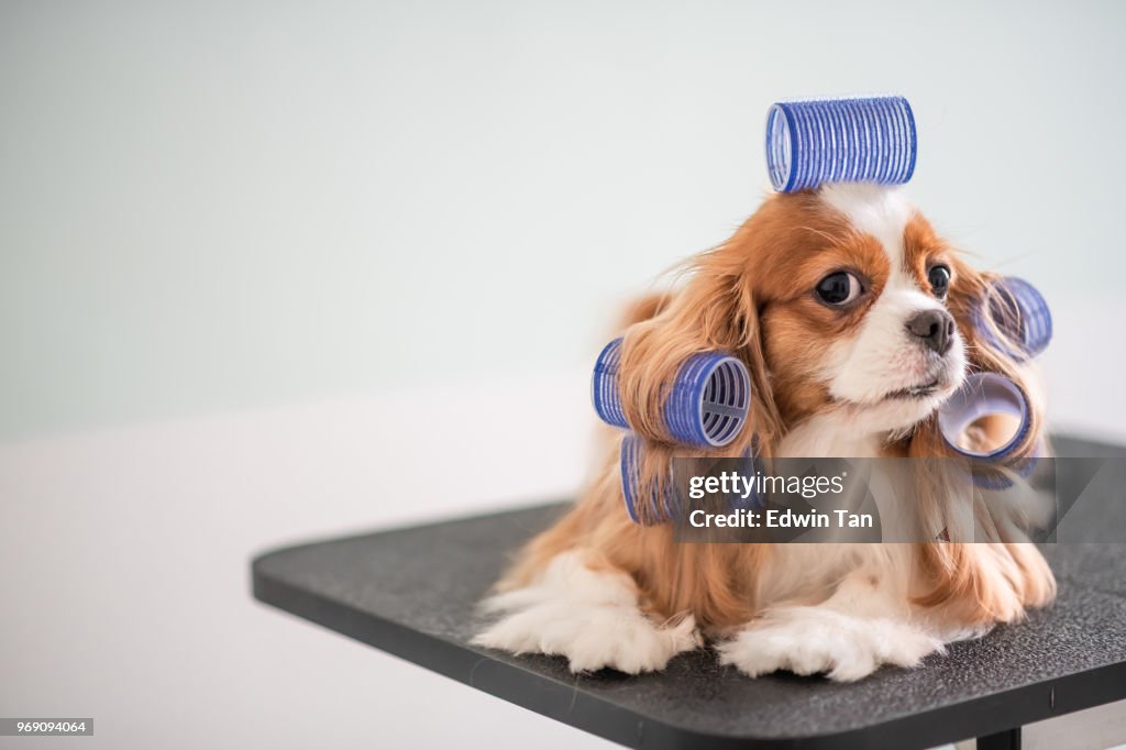Cavalier King Charles Spaniel chien toilettage session