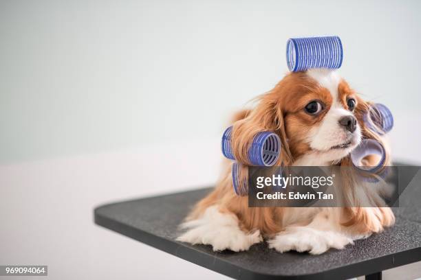 cavalier king charles spaniel hond grooming sessie - groom stockfoto's en -beelden