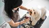 asian chinese female pet groomer with apron grooming a brown color toy poodle dog