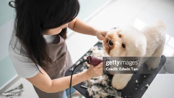 asian chinese female pet groomer with apron grooming a brown color toy poodle dog - pet equipment imagens e fotografias de stock