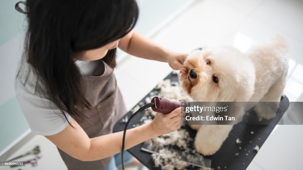 亞洲中國女性寵物美容師帶圍裙梳理棕色彩色玩具貴賓狗