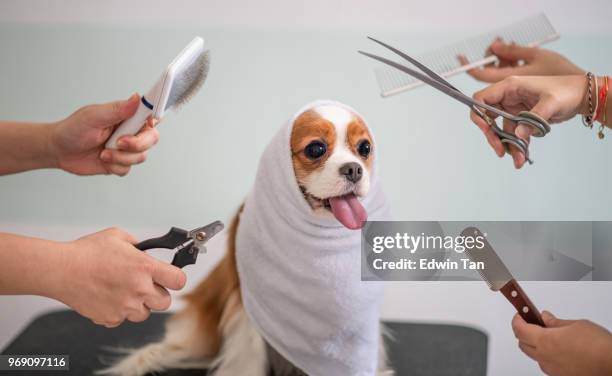 cavalier king charles spaniel dog grooming session - cavalier king charles spaniel stock pictures, royalty-free photos & images