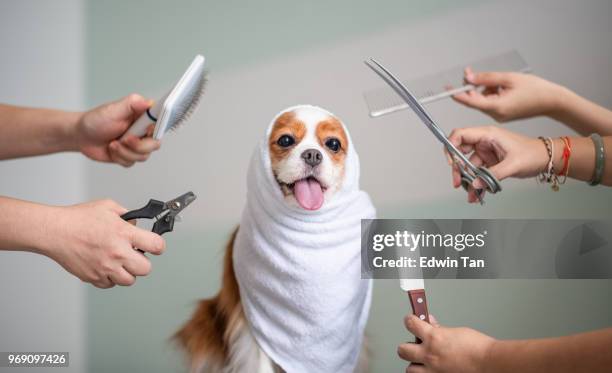 cavalier king charles spaniel hond grooming sessie - beauty salon stockfoto's en -beelden