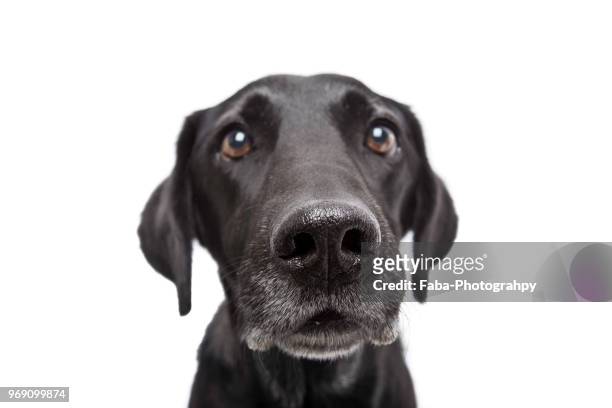 attentively dog - black lab stock pictures, royalty-free photos & images