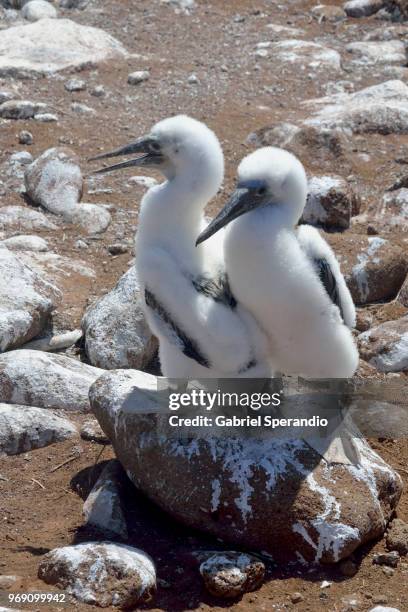 blue-footed boobie - ilha seymour norte - fotografias e filmes do acervo