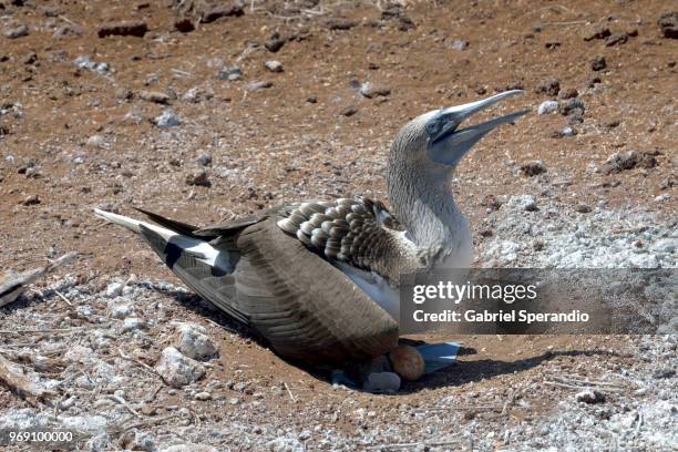 blue-footed boobie - ilha seymour norte - fotografias e filmes do acervo