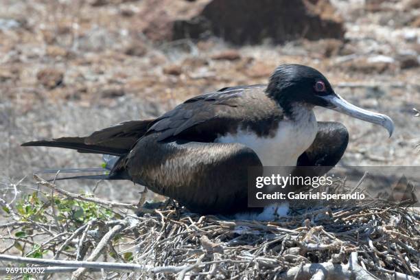 magnificent frigatebird - fregata magnifica foto e immagini stock