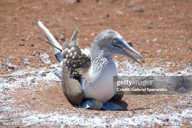 blue-footed boobie incubating eggs - ilha seymour norte - fotografias e filmes do acervo