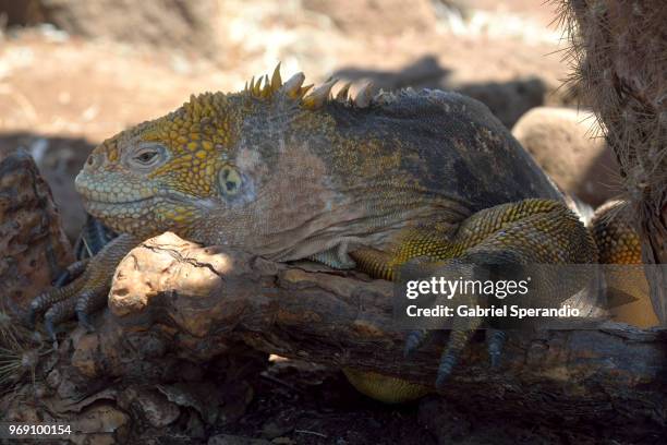 galapagos land iguana - galapagoslandleguaan stockfoto's en -beelden