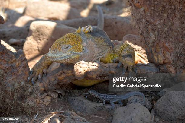 galapagos land iguana - galapagos land iguana bildbanksfoton och bilder