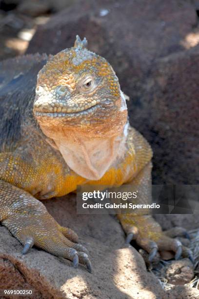 galapagos land iguana - galapagoslandleguaan stockfoto's en -beelden