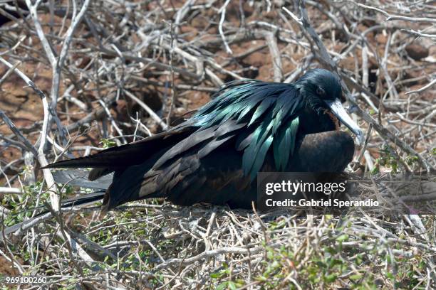 magnificent frigatebird incubating eggs - ilha seymour norte - fotografias e filmes do acervo