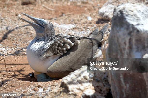 blue-footed boobie incubating eggs - ilha seymour norte - fotografias e filmes do acervo