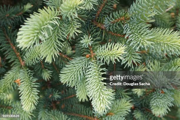 full frame of pine needles on an evergreen tree - douglas fir stock-fotos und bilder