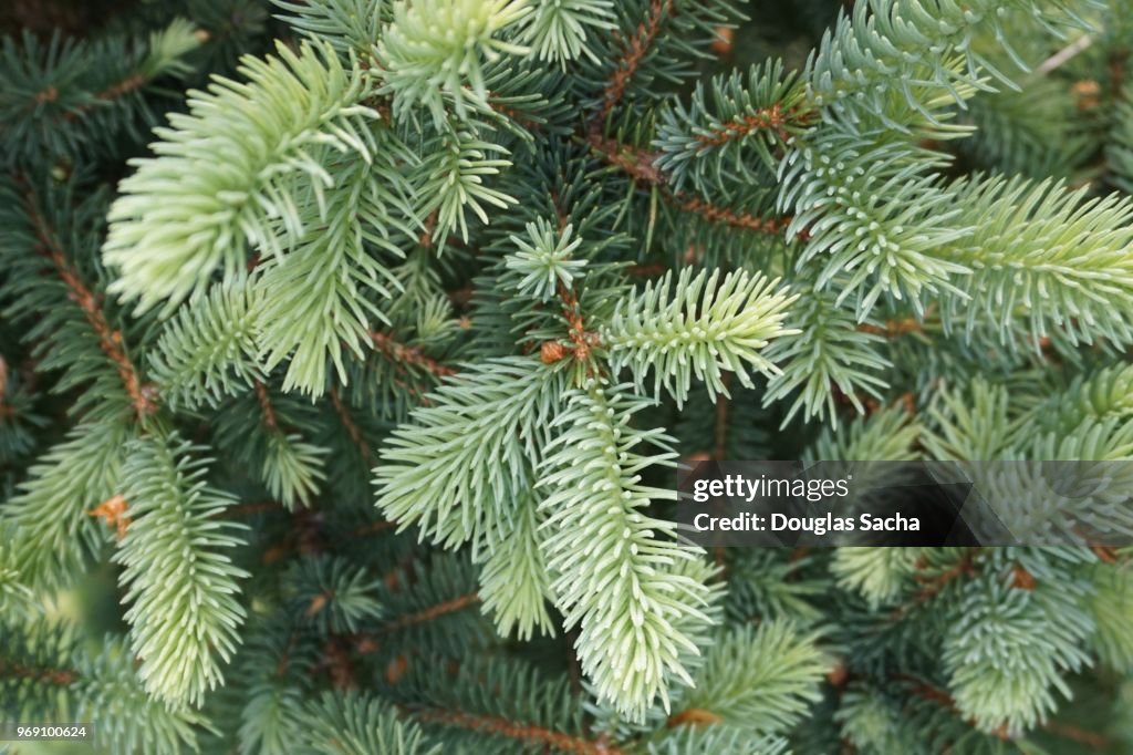 Full frame of pine needles on an evergreen tree