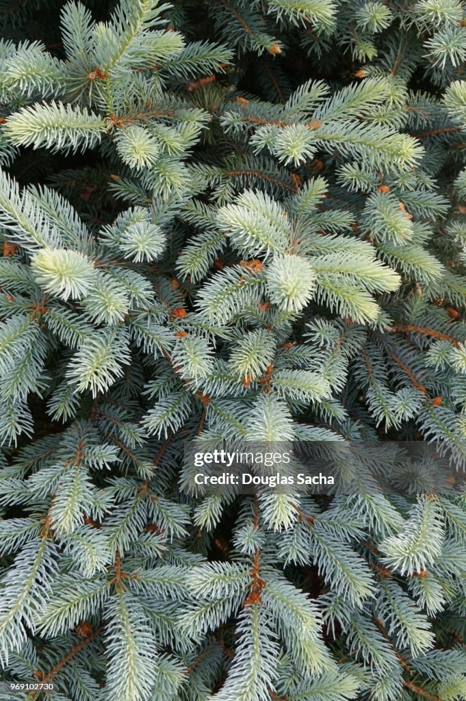 Full frame of a Blue Spruce evergreen tree (picea pungens)