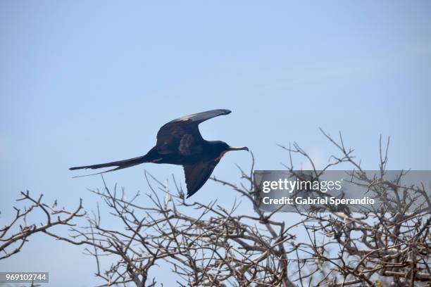 magnificent frigatebird - ilha seymour norte - fotografias e filmes do acervo