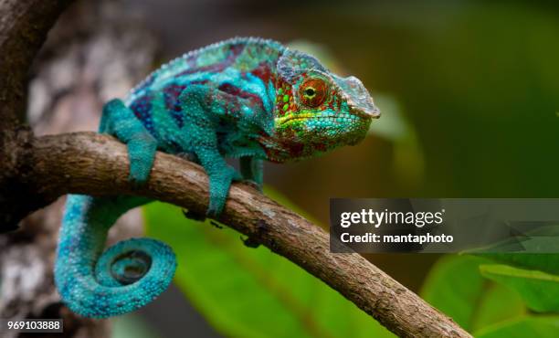 chameleon - camaleão imagens e fotografias de stock