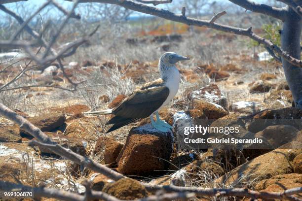 blue-footed boobie - ilha seymour norte - fotografias e filmes do acervo