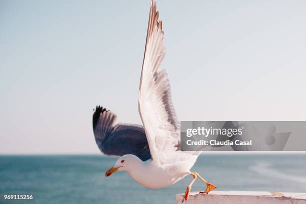 seagull going to fly into the ocean - peniche stock pictures, royalty-free photos & images