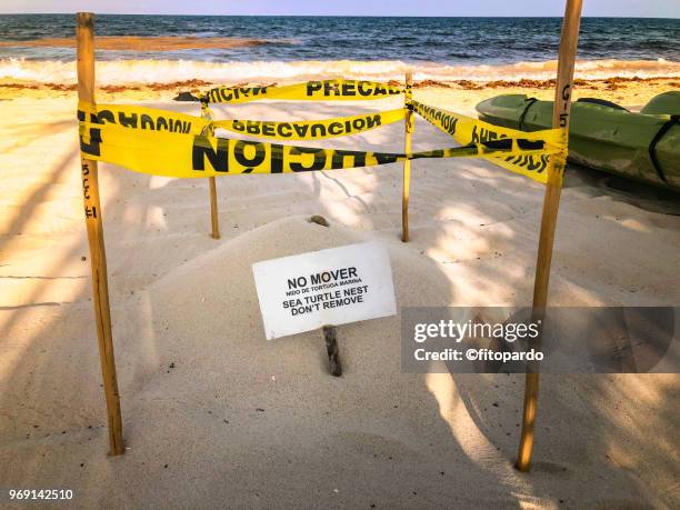 sea turtle nest - oeuf de tortue photos et images de collection