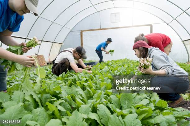 harvesting turnips - turnip stock pictures, royalty-free photos & images