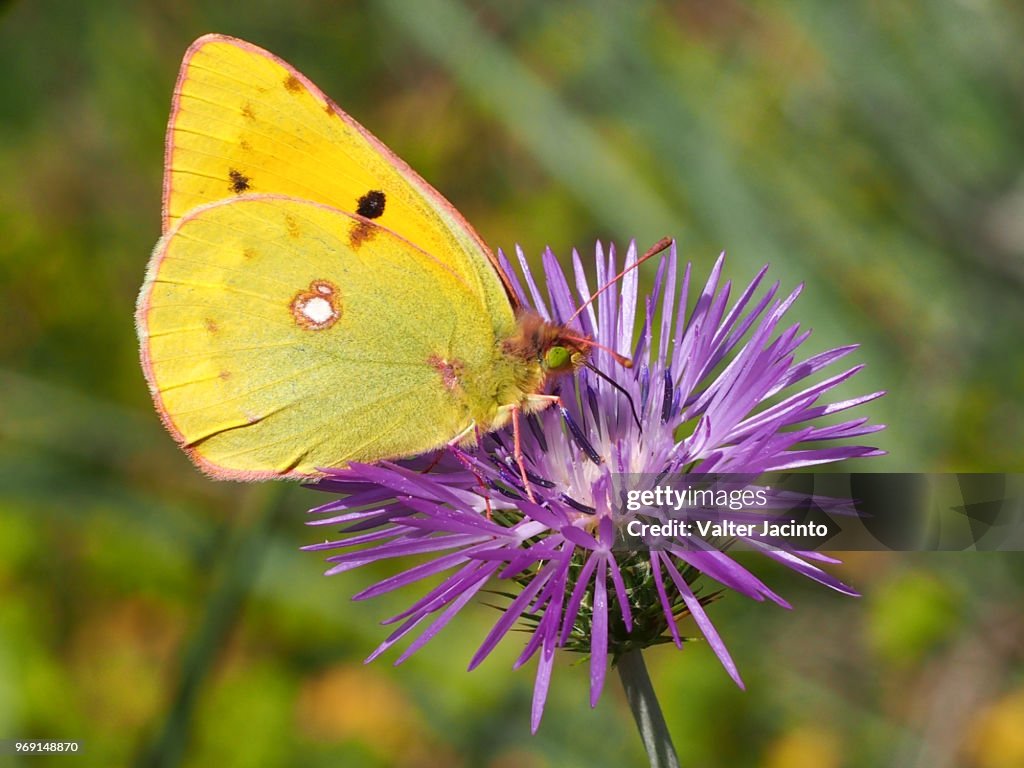 Clouded Yellow (Colias croceus)