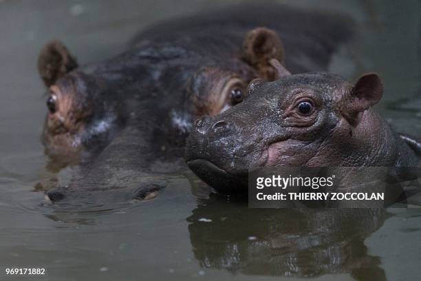 This picture taken on June 6, 2018 shows a female hippo with her new born baby, at « Le Pal » leisure park in Dompierre-sur-Besbre, center France.