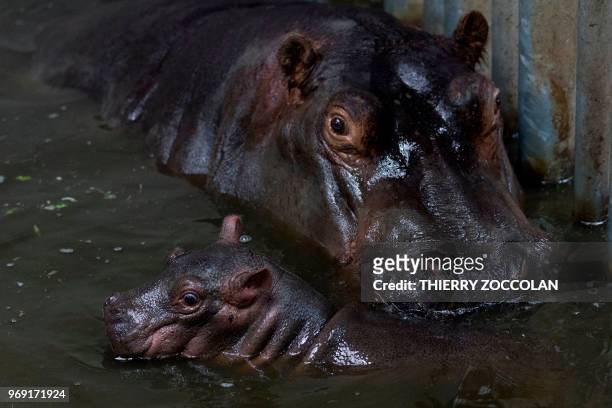 This picture taken on June 6, 2018 shows a female hippo with her new born baby, at « Le Pal » leisure park in Dompierre-sur-Besbre, center France.