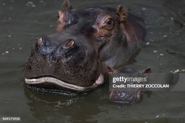 This picture taken on June 6, 2018 shows a female hippo with her new born baby, at « Le Pal » leisure park in Dompierre-sur-Besbre, center France.