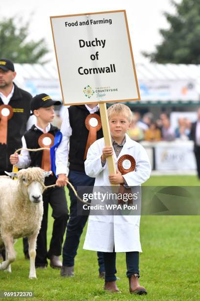 Sheep are lead out onto a field during the Royal Cornwall Show on June 07, 2018 in Wadebridge, United Kingdom.