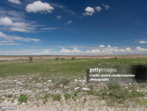 etosha pan - 354 stock-fotos und bilder