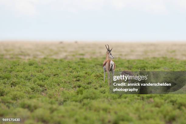 Springbok Rearing 62 Springbok Nursing Stock Photos, High-Res Pictures, and Images ...