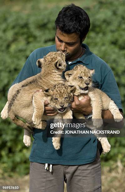 An Israeli zookeeper holds three one-month-old lion cubs as they make their first public appearance at the Ramat Gan Zoo near Tel Aviv on February...