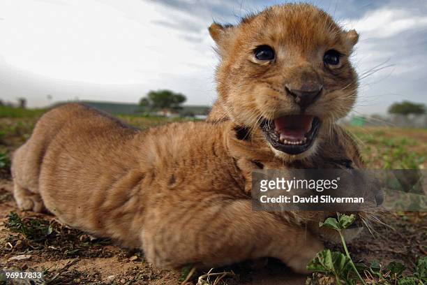 One-month-old lioness cubs explore their surroundings as they take their first outing on February 21, 2010 at the Ramat Gan Safari Park near Tel...