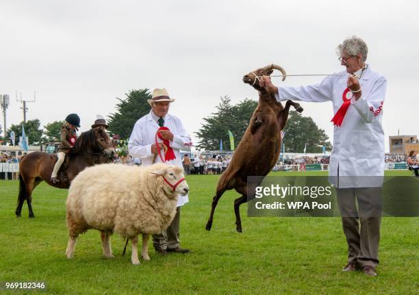 Goat jumps during the Royal Cornwall Show on June 07, 2018 in Wadebridge, United Kingdom.