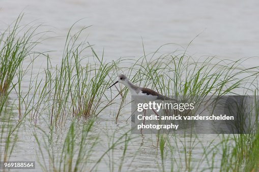 Black-winged stilt Black-winged stilt