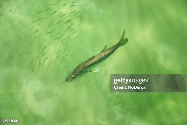 poissons au minnows - cyprinidé photos et images de collection