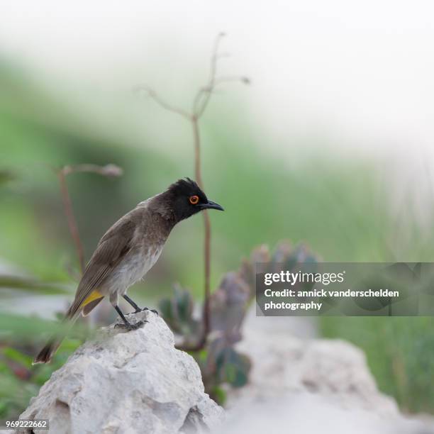 african red-eyed bulbul - bulbuls stock pictures, royalty-free photos & images