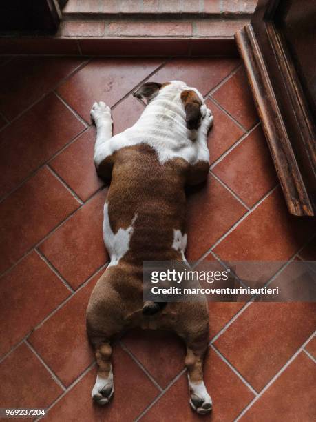 hond ligt beneden aan de ingang van het huis - above the threshold stockfoto's en -beelden