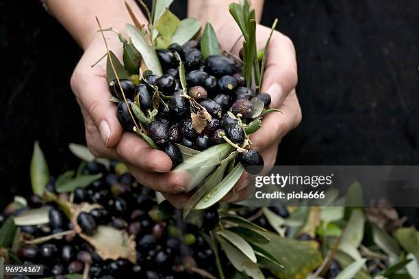 hands full of olives - olive tree hand stock pictures, royalty-free photos & images