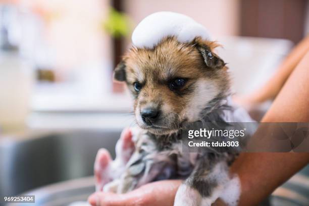 een pup nemen van een bad in de keukengootsteen - bad haircut stockfoto's en -beelden