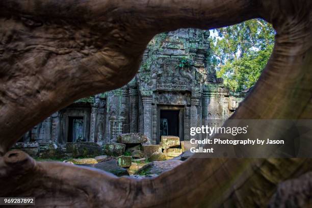 ta prohm ruins shot through tree roots, siem reap - templo ta prohm imagens e fotografias de stock