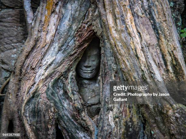 statue face peering through tree roots in ta prohm ruins, siem reap - templo ta prohm imagens e fotografias de stock