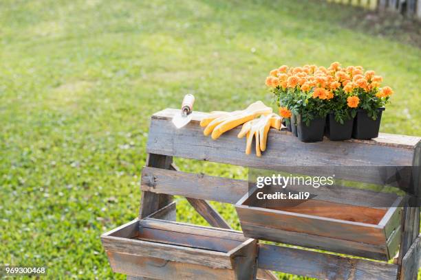 flowers in tray ready to be planted in back yard garden - gardening glove stock pictures, royalty-free photos & images