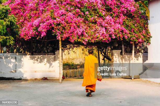 buddist monk and big bougainvillea - laotian culture stock-fotos und bilder