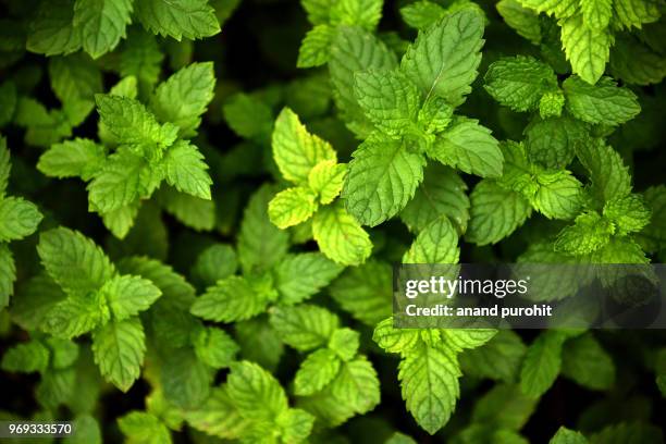 mint plants in garden, an ayurvedic herb - peppermint green stock pictures, royalty-free photos & images