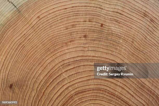 wooden texture - radiale symmetrie stock-fotos und bilder