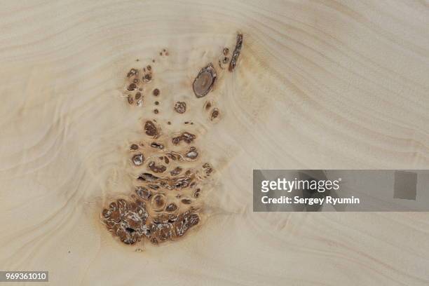 wooden texture - poplar tree stock pictures, royalty-free photos & images